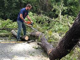 How Our Tree Care Process Works  in  Seat Pleasant, MD