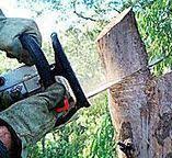 Best Commercial Tree Services  in Seat Pleasant, MD