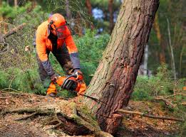 Best Storm Damage Tree Cleanup  in Seat Pleasant, MD