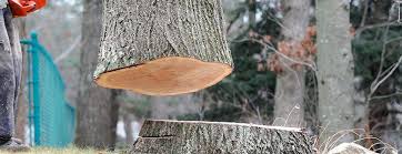 Best Emergency Tree Removal  in Seat Pleasant, MD