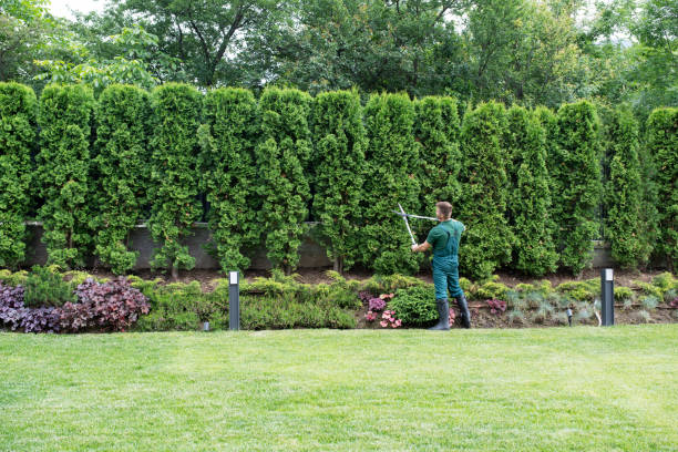 Best Hedge Trimming  in Seat Pleasant, MD