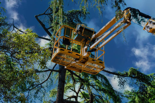 Best Tree Removal  in Seat Pleasant, MD