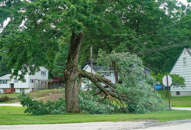 Best Tree and Shrub Care  in Seat Pleasant, MD