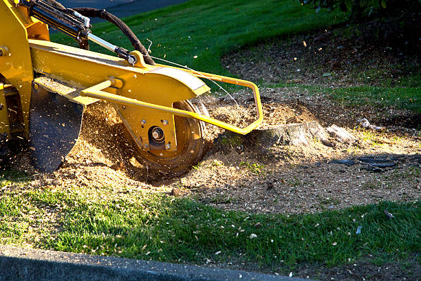 Best Root Management and Removal  in Seat Pleasant, MD