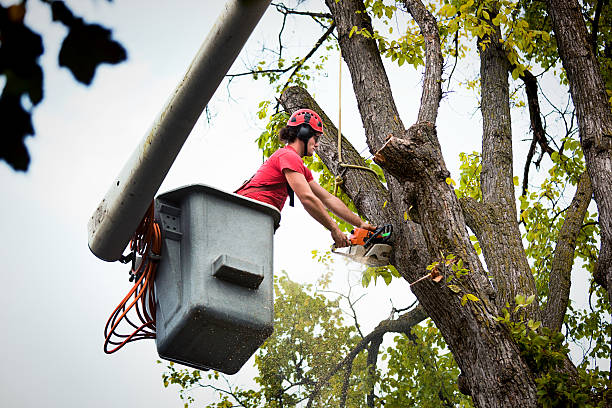 Best Tree Health Inspection  in Seat Pleasant, MD
