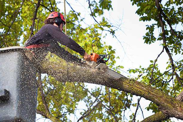 Best Aeration Services  in Seat Pleasant, MD
