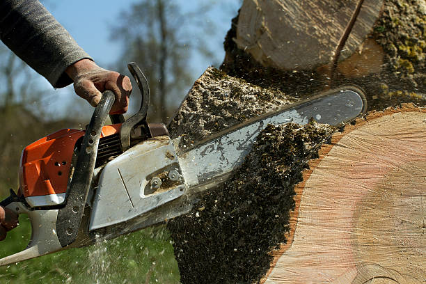 Best Tree Trimming and Pruning  in Seat Pleasant, MD